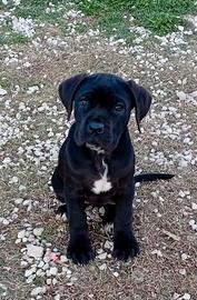 Cuccioli di cane corso