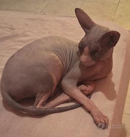 Gatta don sphynx in miniatura