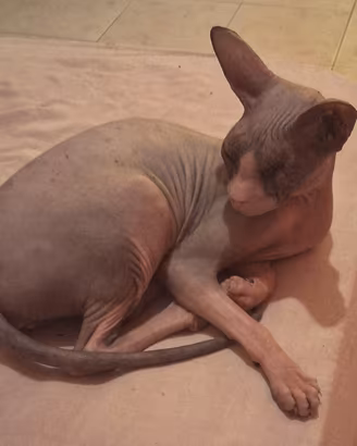 Gatta don sphynx in miniatura
