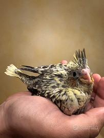 Baby pulli Calopsite pappagalli allevati a mano