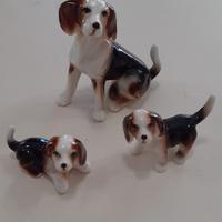 Cane setter famiglia