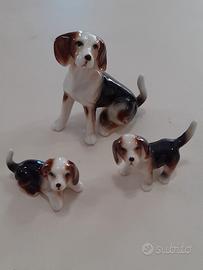 Cane setter famiglia