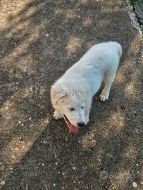 Cucciolo di maremmano
