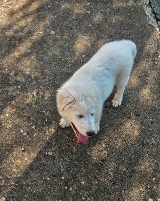 Cucciolo di maremmano