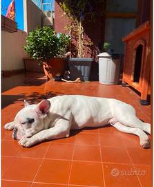 bulldog francese