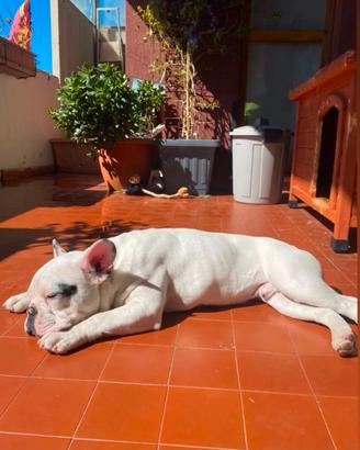 bulldog francese