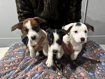 Cucciole di Jack Russel