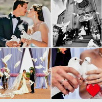 Stormo Colombe bianche piccioni x matrimoni