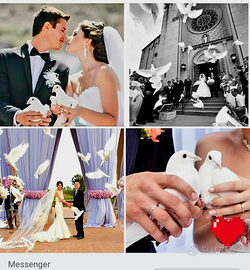 Stormo Colombe bianche piccioni x matrimoni