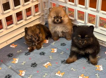 Cuccioli di razza spitz di pomerania nano