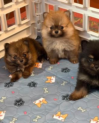 Cuccioli di razza spitz di pomerania nano