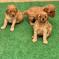 Barboncini Toy red e albicocca