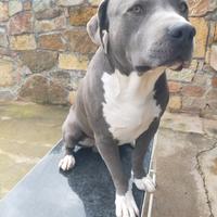 Cuccioli Pitbull