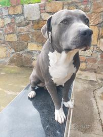 Cuccioli Pitbull