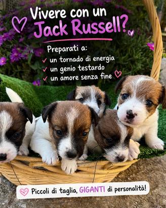 Cuccioli di Jack Russell