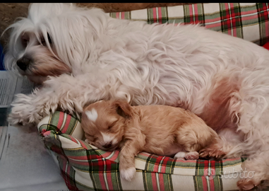 Cuccioli Maltipoo