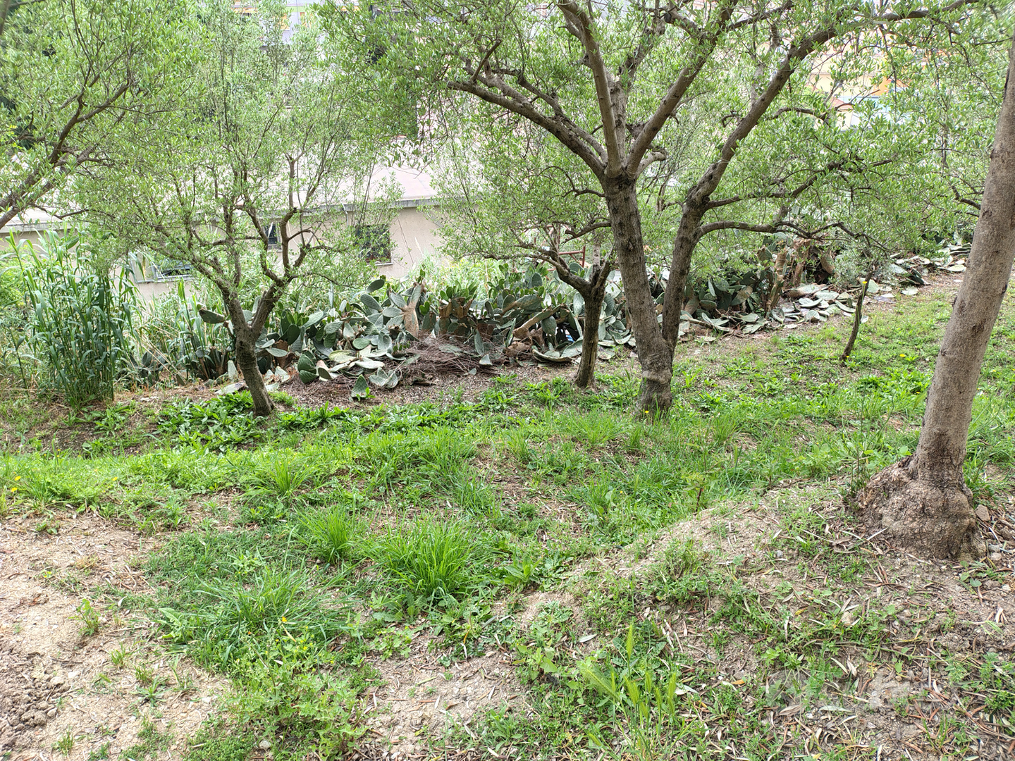 Terreno agricolo/uliveto - Vista 4