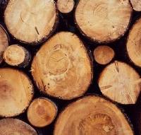 Ritiro  legna di ulivo intera