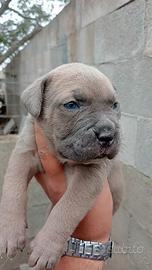 Cuccioli di cane corso italiano con pedigree ENCI