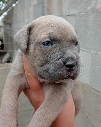 Cuccioli di cane corso italiano con pedigree ENCI