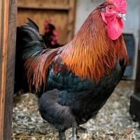 Gallo marans