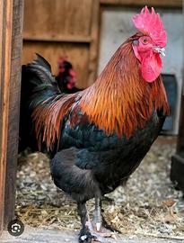 Gallo marans