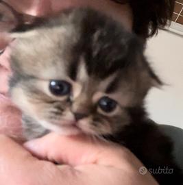 Scottish Fold Black Golden