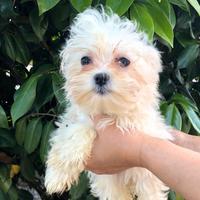 Maltese toy cucciolo, barboncino e Maltipoo