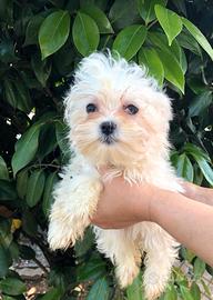 Maltese toy cucciolo, barboncino e Maltipoo