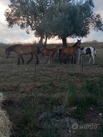 Puledre e puledri
