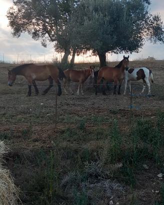 Puledre e puledri