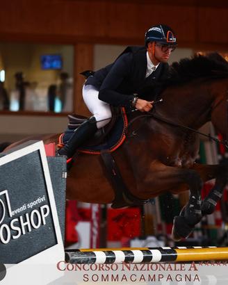 Cavallo italiano del 2018