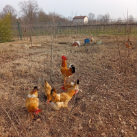 Gallo bionda piemontese