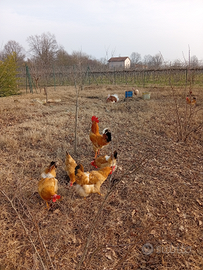 Gallo bionda piemontese