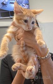 Gattini