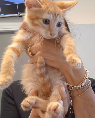 Gattini