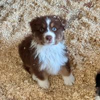 Cuccioli pastore australiano Red Tricolor