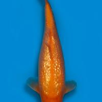 Carpe koi laghetto