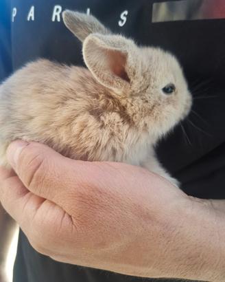 Rabbit