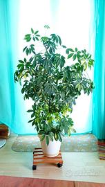 pianta da interno - schefflera