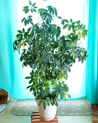 pianta da interno - schefflera