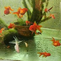 Pesci rossi Tamasaba e Testa di Leone