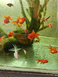 Pesci rossi Tamasaba e Testa di Leone