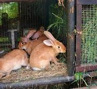 Conigli fulvi di borgogna e blu di vienna
