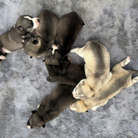 Siberian Husky Agouti - occhi di ghiaccio