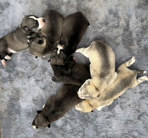 Siberian Husky Agouti - occhi di ghiaccio
