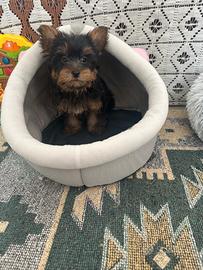 Cuccioli Yorkshire toy