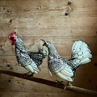 Galline variopinte polli ornamentali