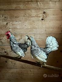 Galline variopinte polli ornamentali