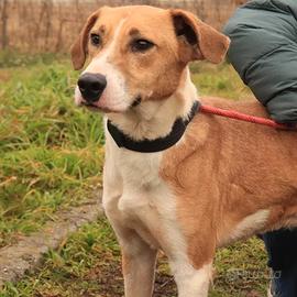 Yuri splendido meticcio 3 anni